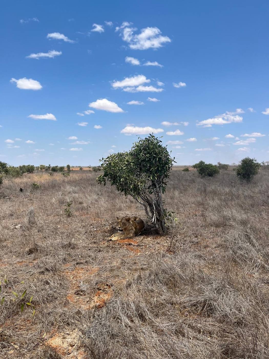 Kenya - foto 4